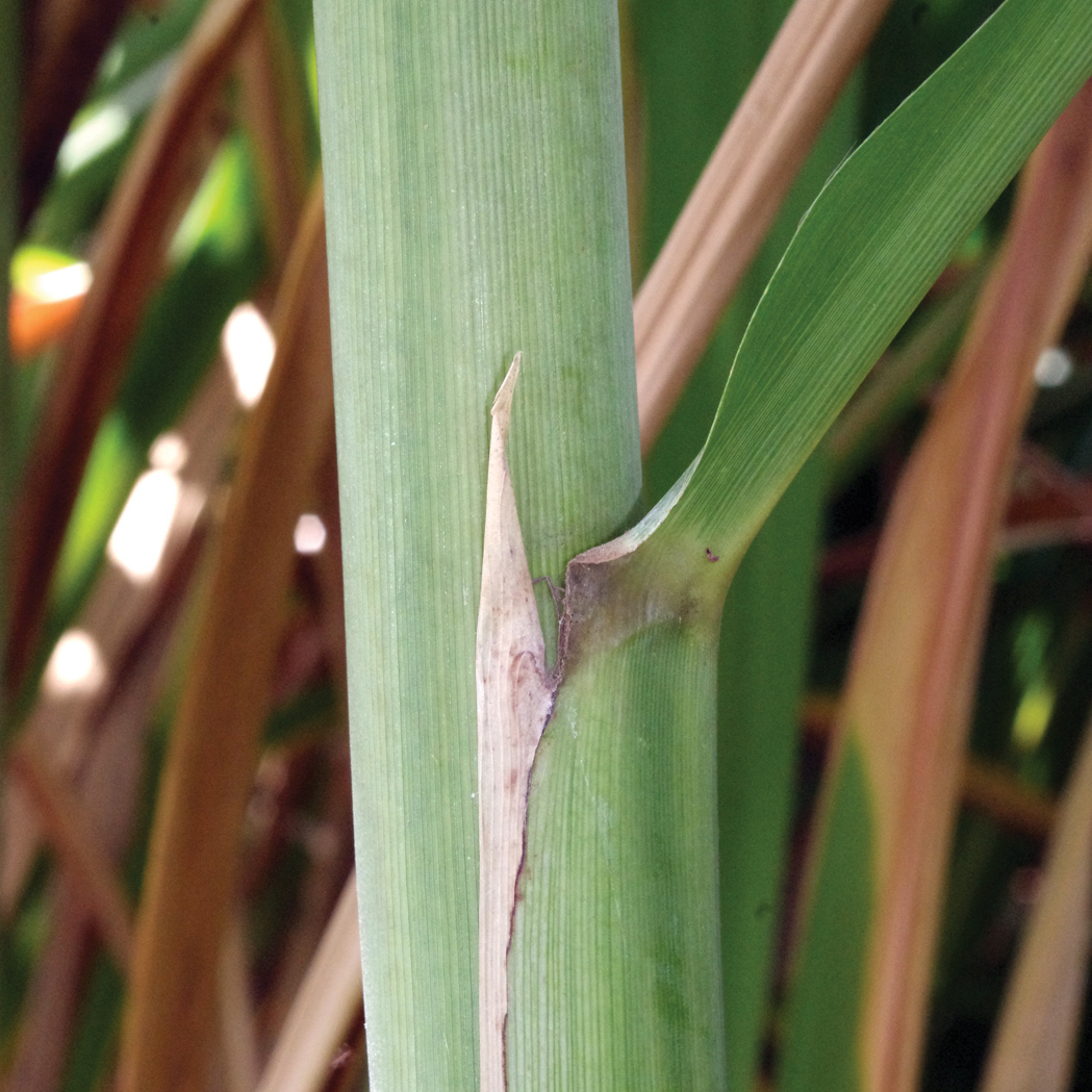 Auricle – Long, necrotic and prominent.